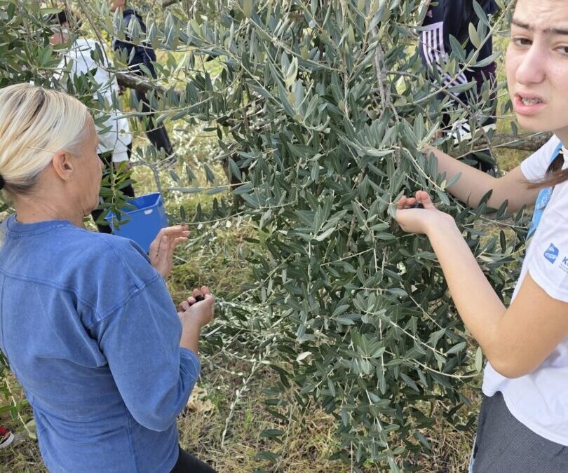Berba maslina u školskom masliniku